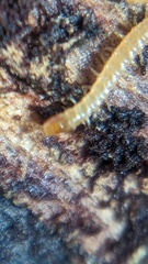 Haplophilus subterraneus