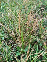 Panicum repens
