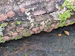 Hypoxylon perforatum