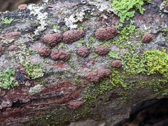 Hypoxylon perforatum