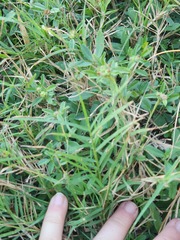 Panicum repens
