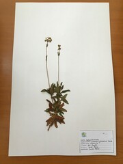 Calceolaria grandiflora