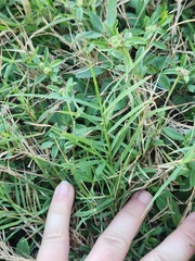 Panicum repens
