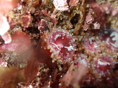 Corynactis californica