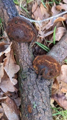 Fomitiporia hippophaeicola