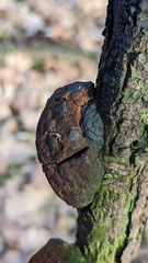 Fomitiporia hippophaeicola