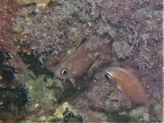 Pempheris klunzingeri