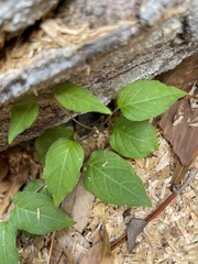 Paederia foetida