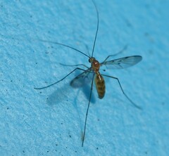 Macrocera