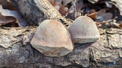 Fomitiporia hippophaeicola