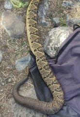 Crotalus culminatus