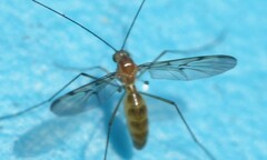 Macrocera
