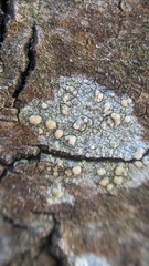 Lecanora symmicta