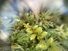 Callicladium imponens