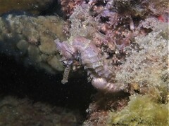 Hippocampus subelongatus