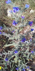 Echium