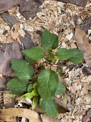 Paederia foetida