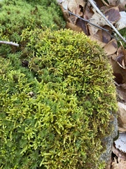 Callicladium imponens