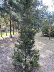 Cupressus lusitanica