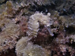 Hippocampus subelongatus
