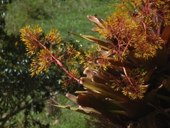 Aechmea leptantha