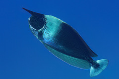 Naso brevirostris