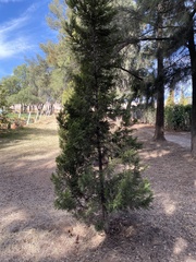 Cupressus lusitanica
