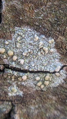 Lecanora symmicta