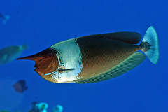 Naso brevirostris