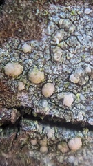 Lecanora symmicta