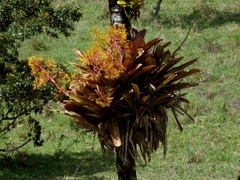 Aechmea leptantha