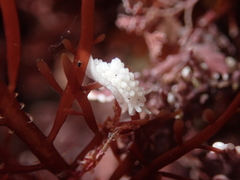 Aegires albopunctatus