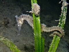 Hippocampus subelongatus