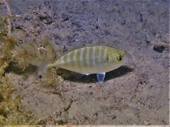 Pseudocaranx georgianus