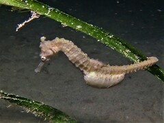 Hippocampus subelongatus