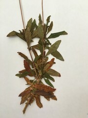 Calceolaria grandiflora