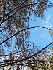 Casuarina cunninghamiana