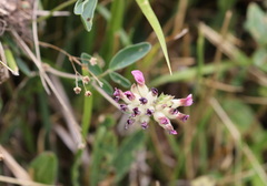Anthyllis vulneraria rubriflora