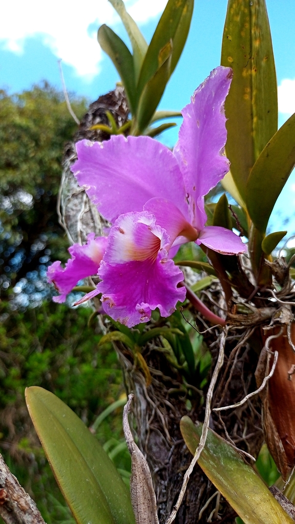 Катлея — Cattleya labiata