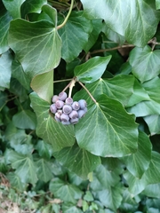 Hedera crebrescens