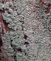 Cladonia caespiticia