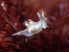 Ancula gibbosa