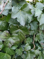 Hedera crebrescens