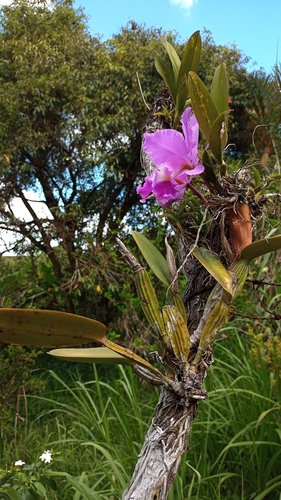 Cattleya labiata, photograph 3