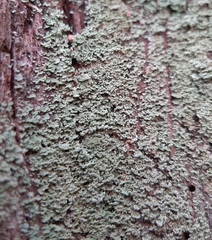 Cladonia caespiticia