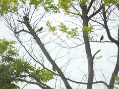 Turdus eunomus