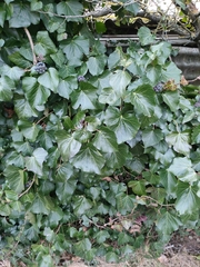 Hedera crebrescens