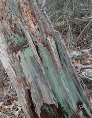 Cladonia caespiticia