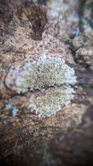 Hyperphyscia adglutinata