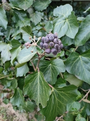 Hedera crebrescens